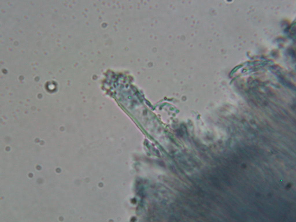 Da determinare...  (Dacryobolus karstenii)